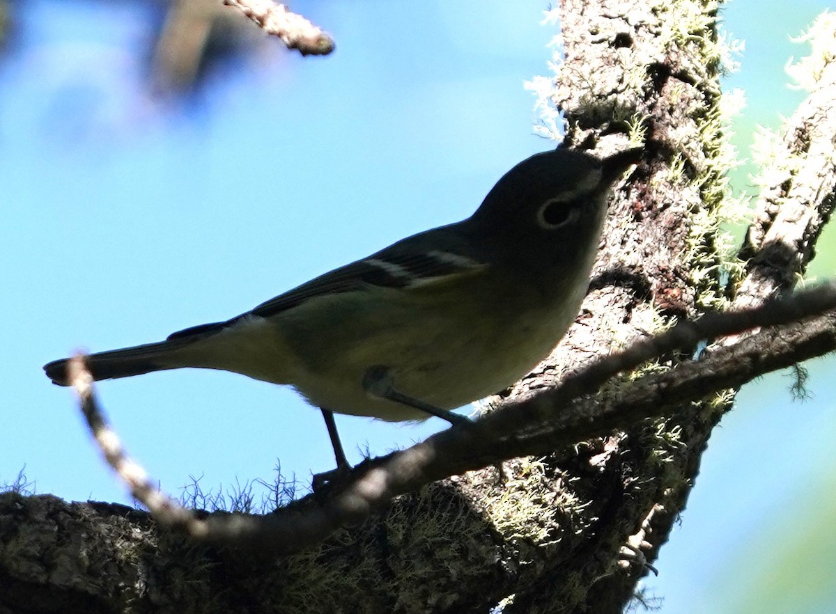 vireo sp. - ML645819284