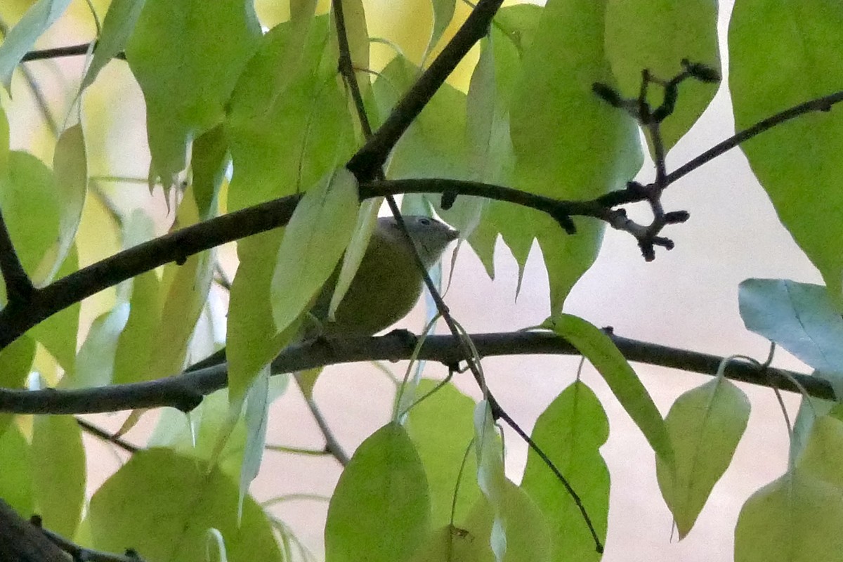 Nashville Warbler - ML645819295