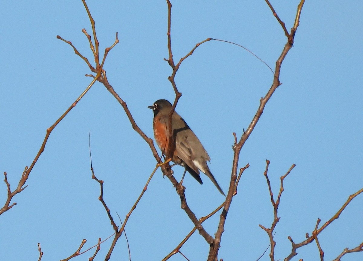 Дрізд мандрівний - ML645819297