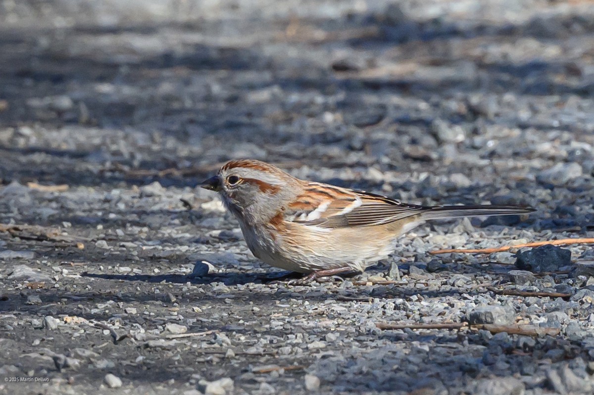 Пасовник північний - ML645819303