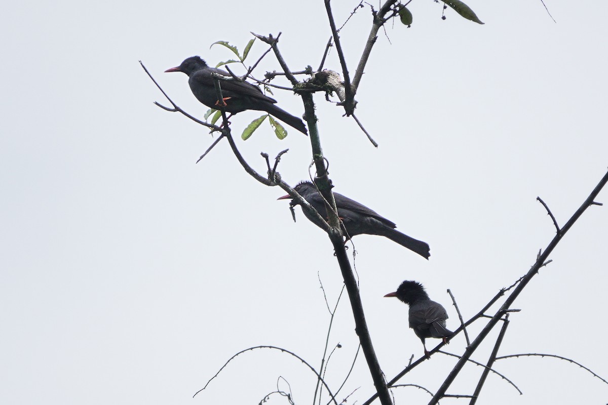 Горована індійська - ML645819325