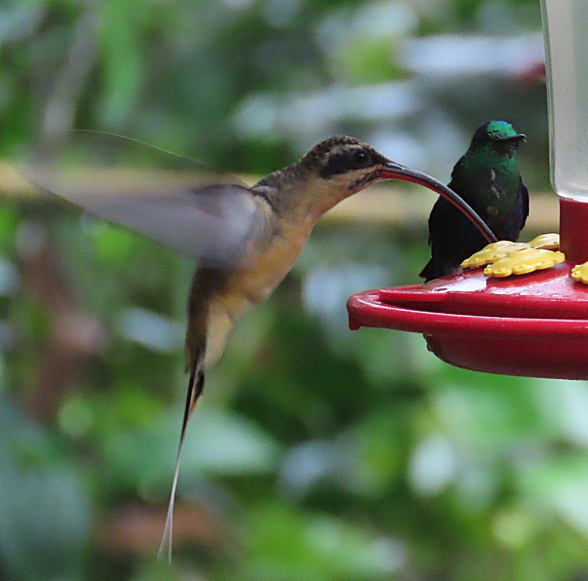 Ermite à ventre fauve - ML645819330