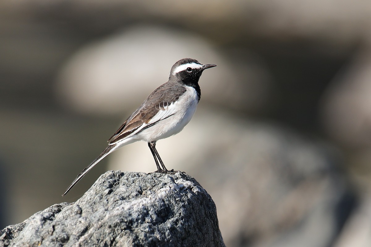 Bergeronnette indienne - ML645819336