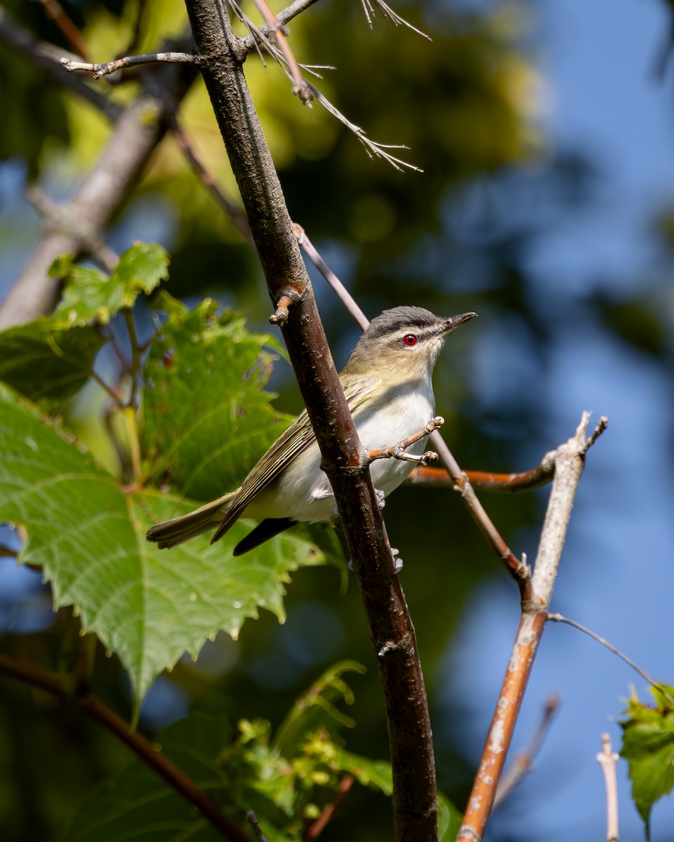 Red-eyed Vireo - ML645819340