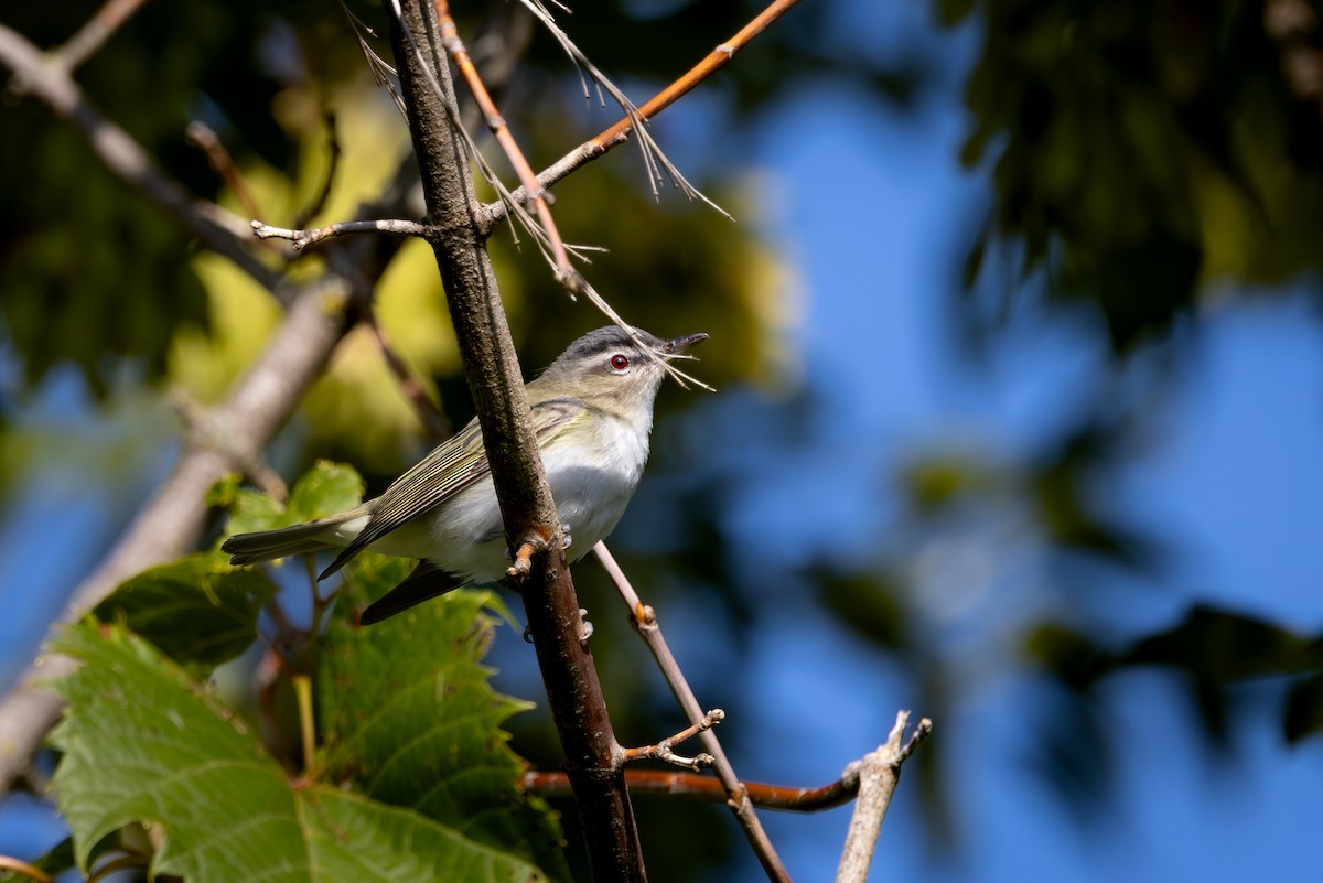 Red-eyed Vireo - ML645819341