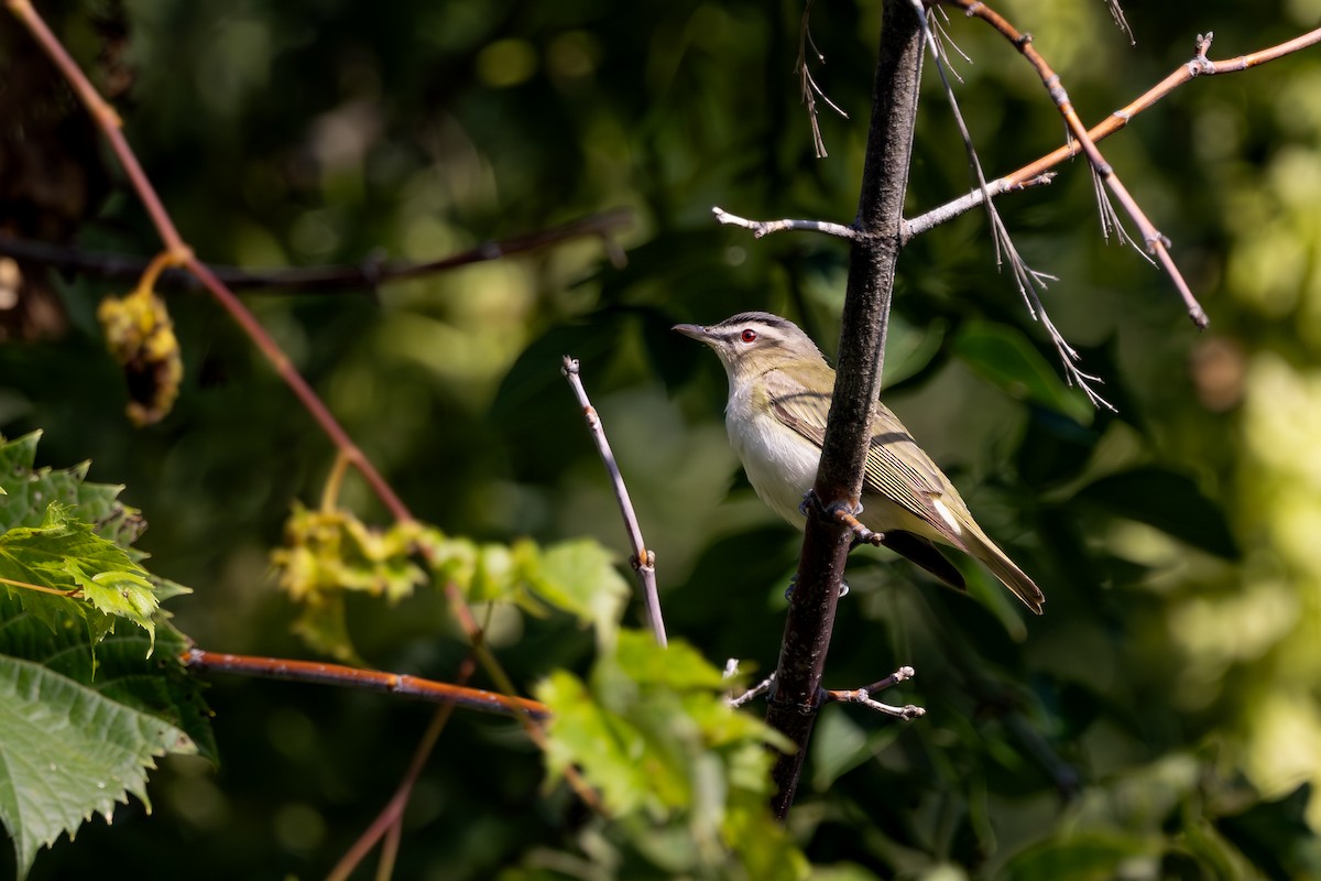 Red-eyed Vireo - ML645819342