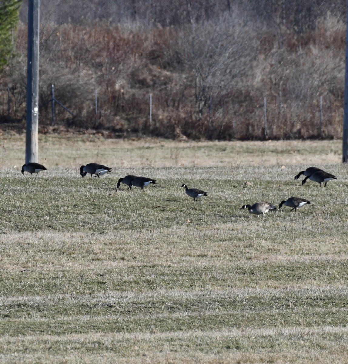 polargås - ML645819343