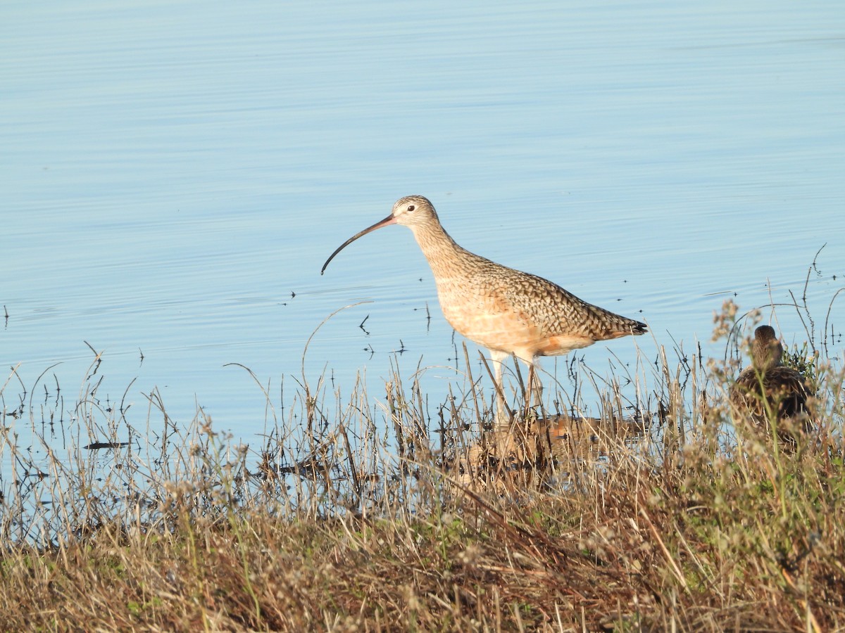 Кульон американський - ML645819344