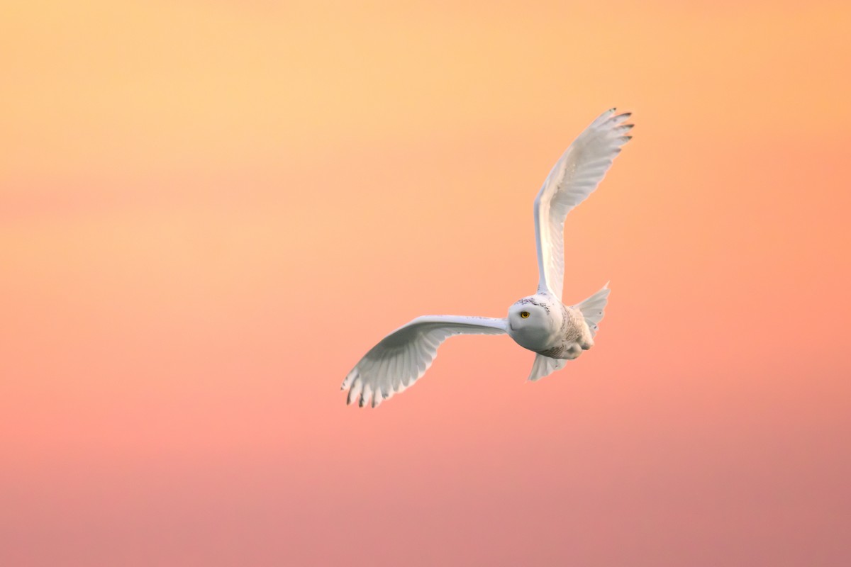 Snowy Owl - ML645819349