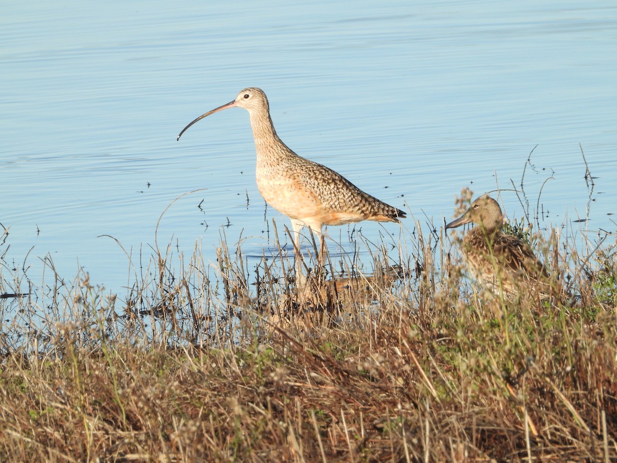 Кульон американський - ML645819353