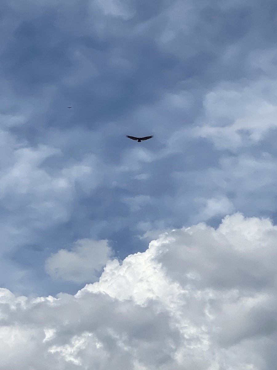 Turkey Vulture - ML645819365