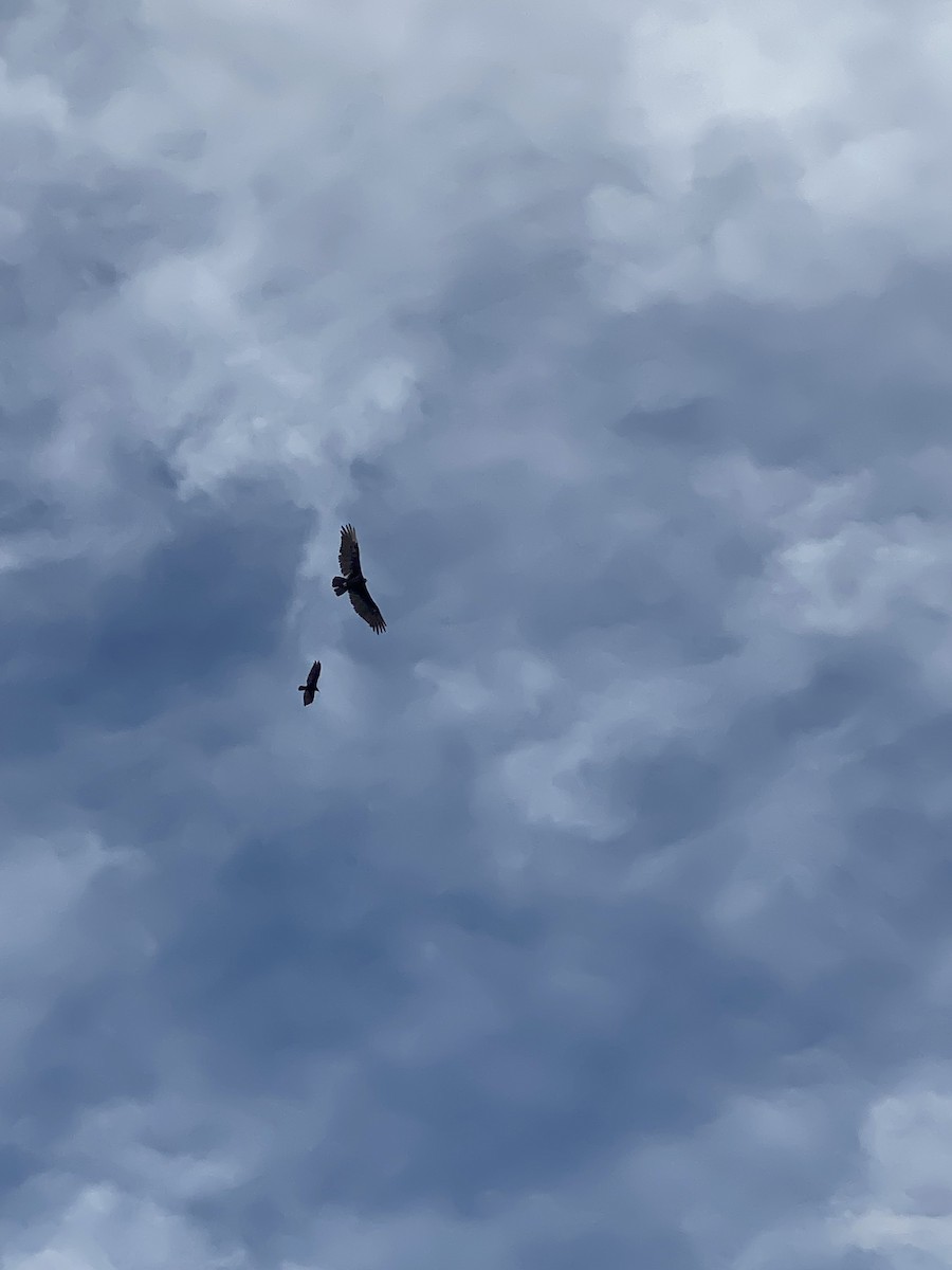 Turkey Vulture - ML645819366