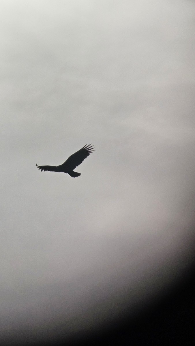 Чёрная катарта - ML645819367