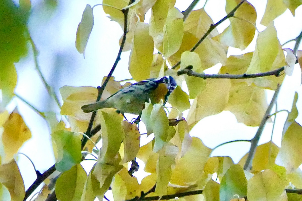 Yellow-throated Warbler - ML645819384