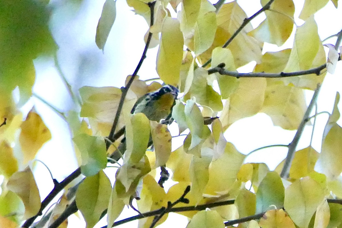Yellow-throated Warbler - ML645819385
