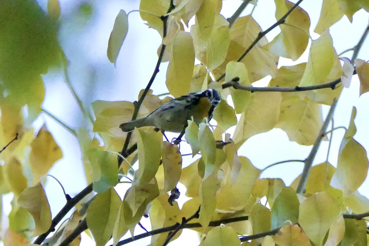 Yellow-throated Warbler - ML645819386