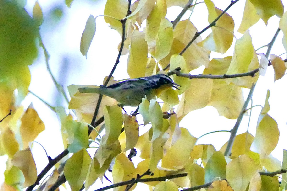 Yellow-throated Warbler - ML645819387