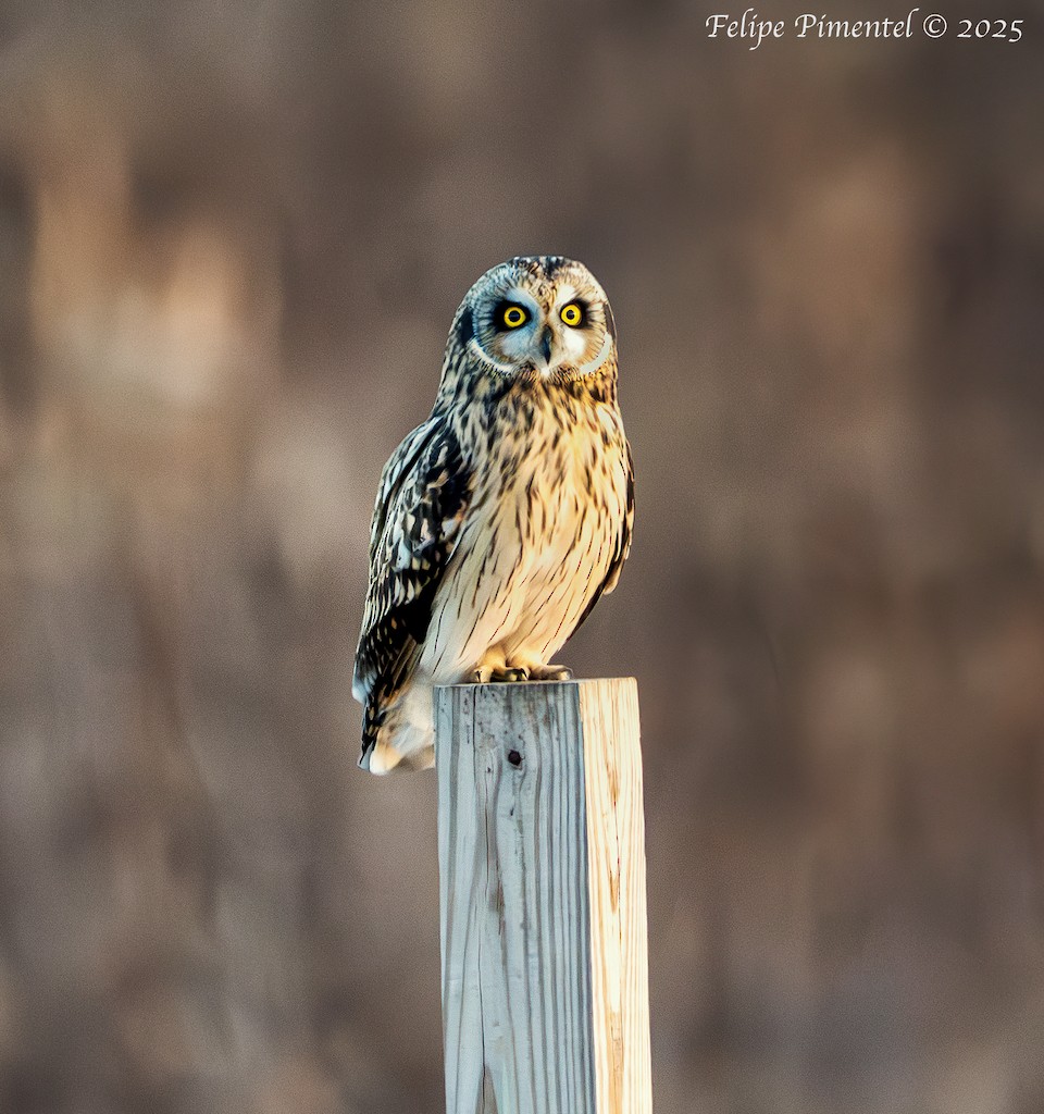 Short-eared Owl - ML645819392