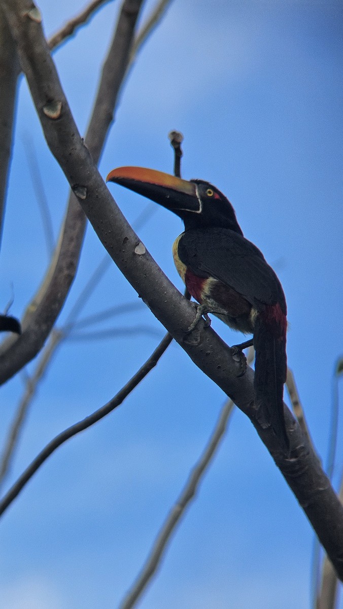 Fiery-billed Aracari - ML645819394
