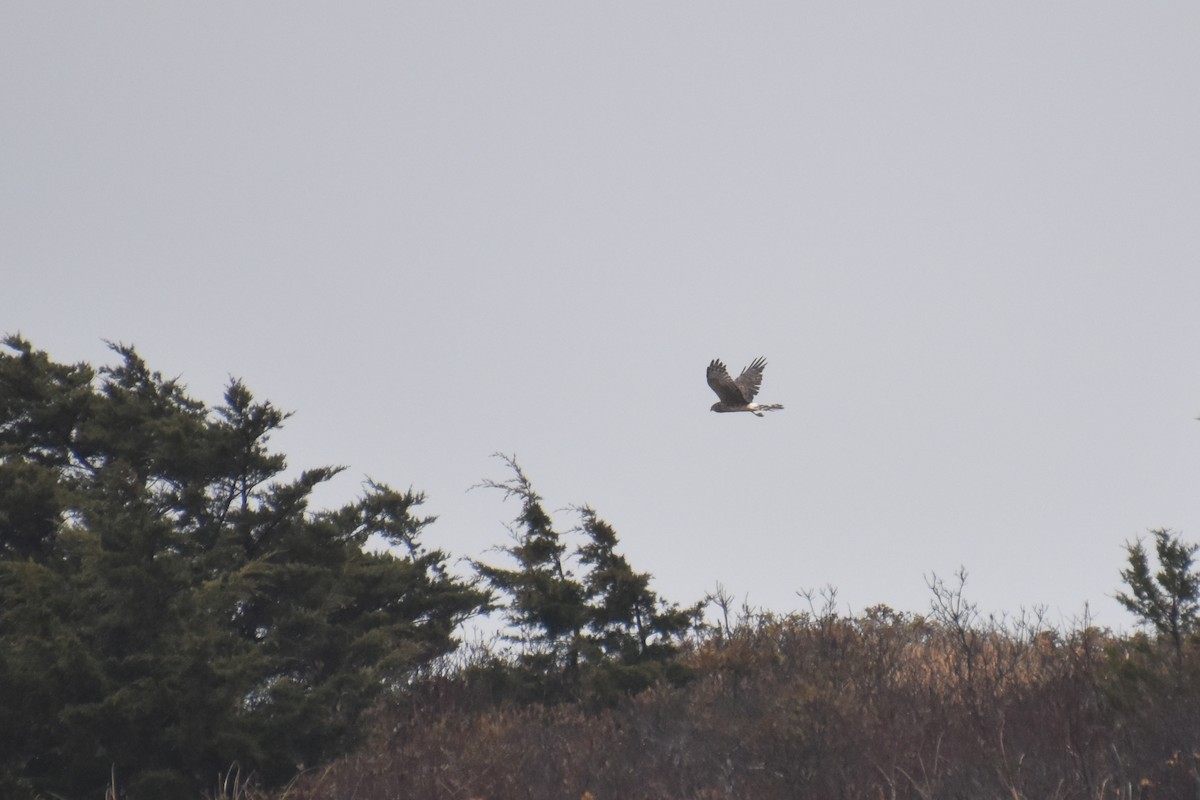 Northern Harrier - ML645819397