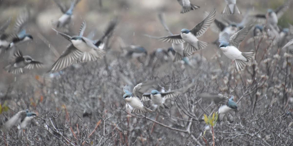 Tree Swallow - ML645819402