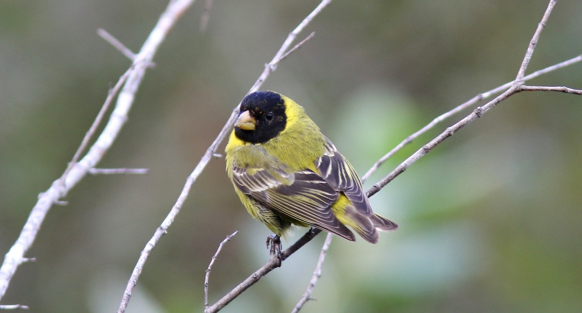 Antillean Siskin - ML64581941