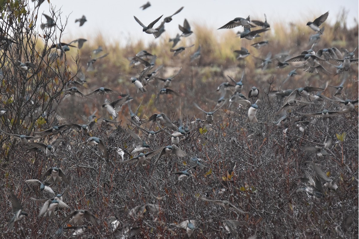 Tree Swallow - ML645819411