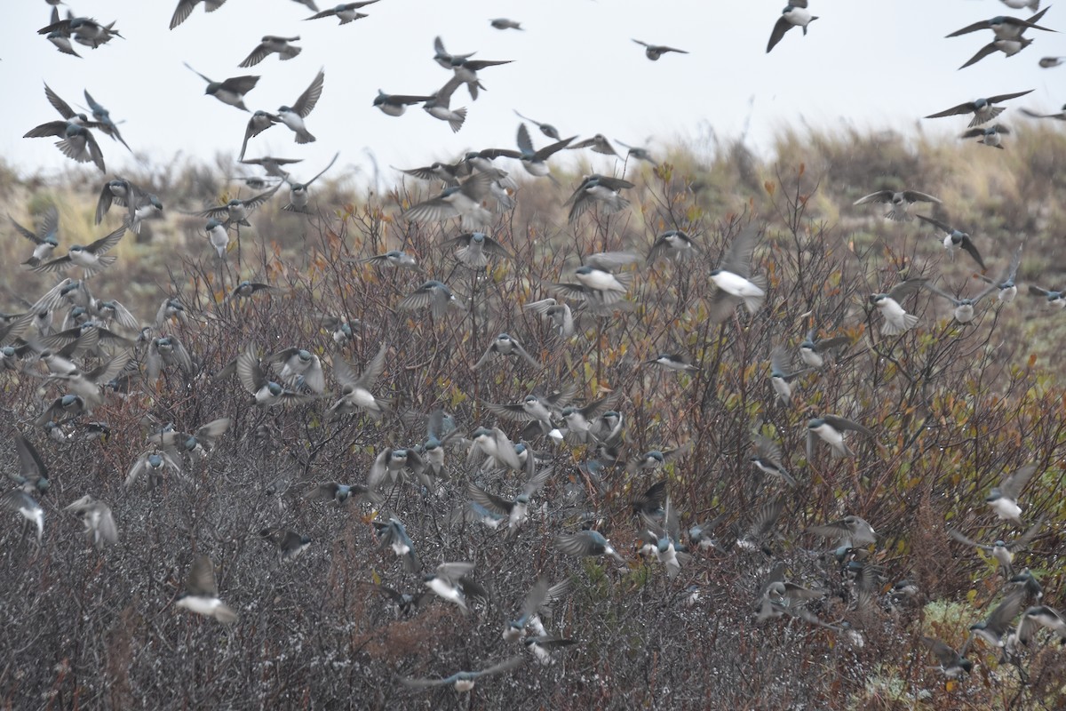 Tree Swallow - ML645819412