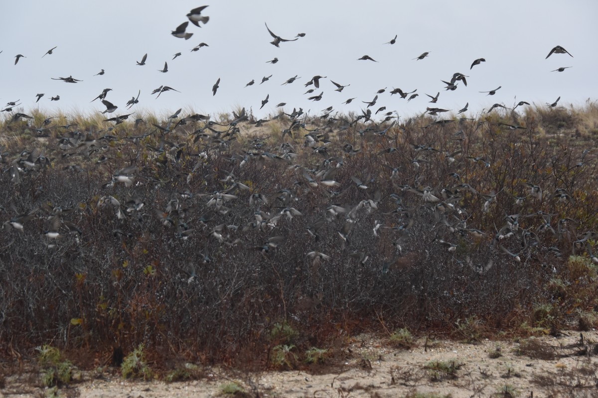 Tree Swallow - ML645819413