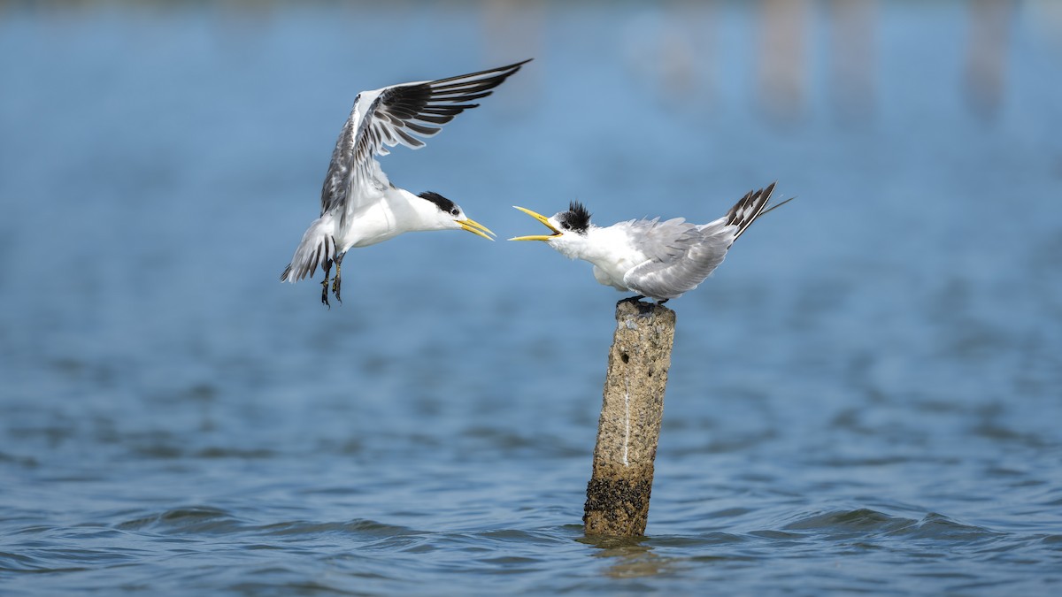 Great Crested Tern - ML645819421