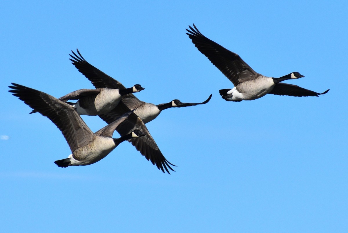 Canada Goose - ML645819431