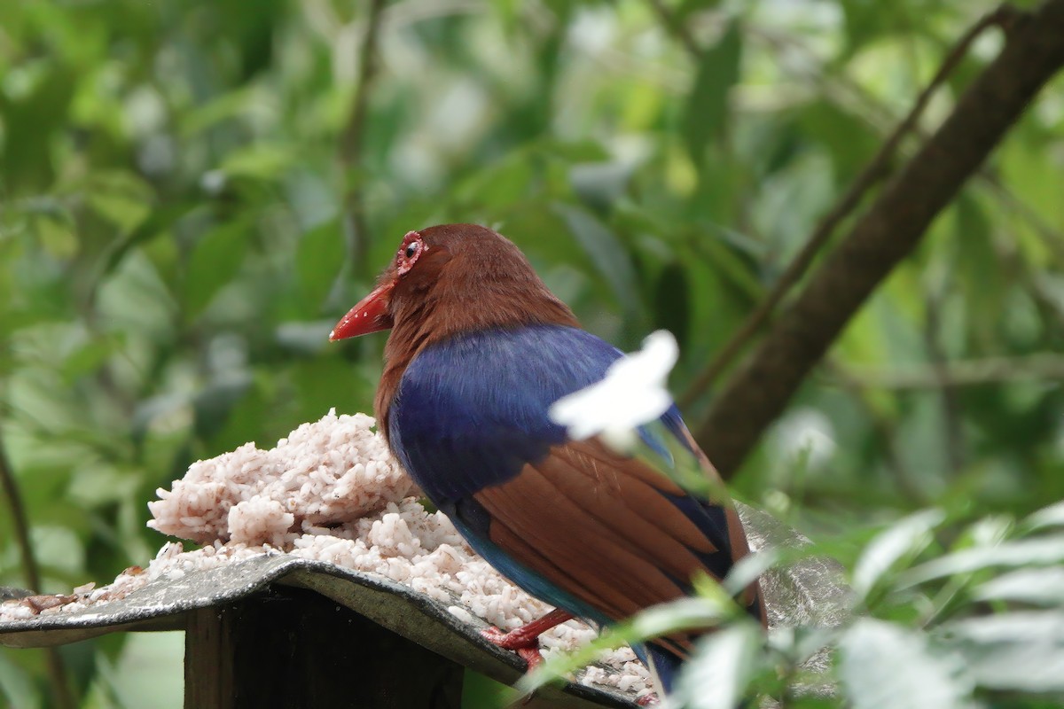 Sri Lanka Blue-Magpie - ML645819437