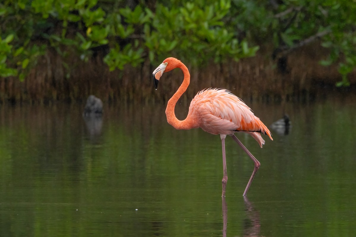 American Flamingo - ML645819438