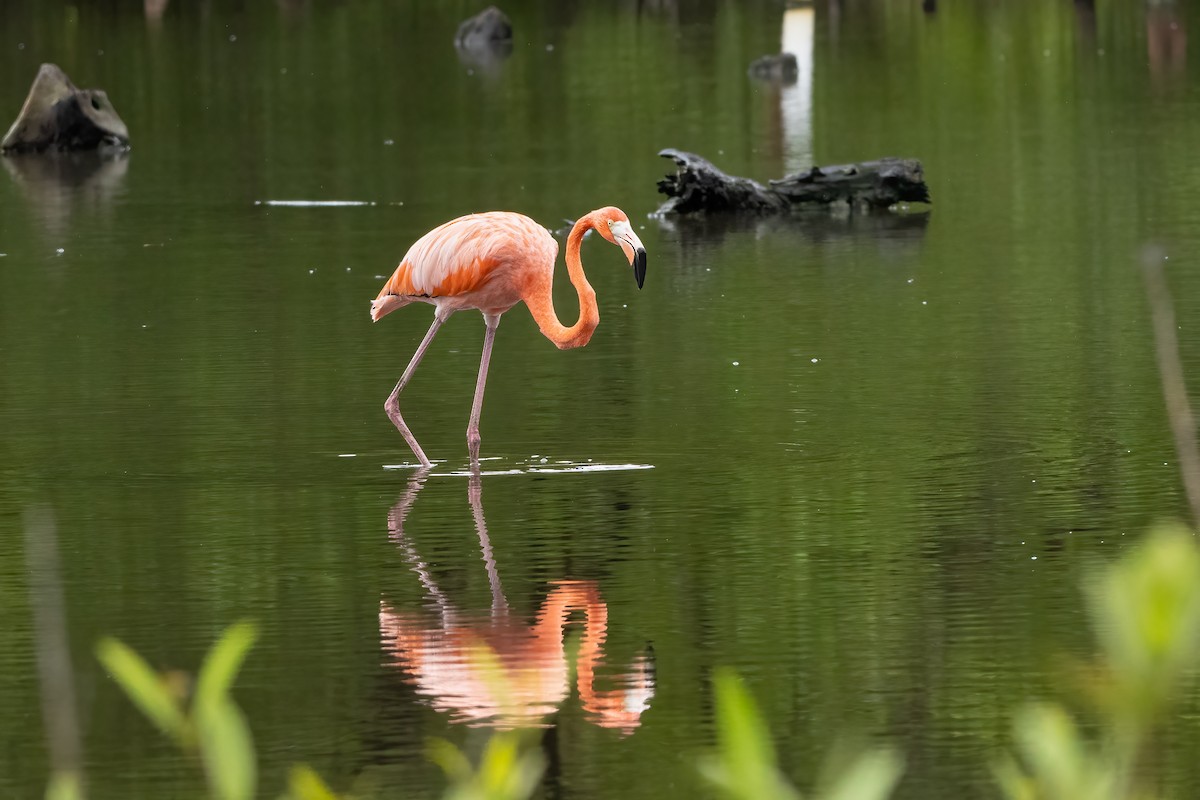 American Flamingo - ML645819439