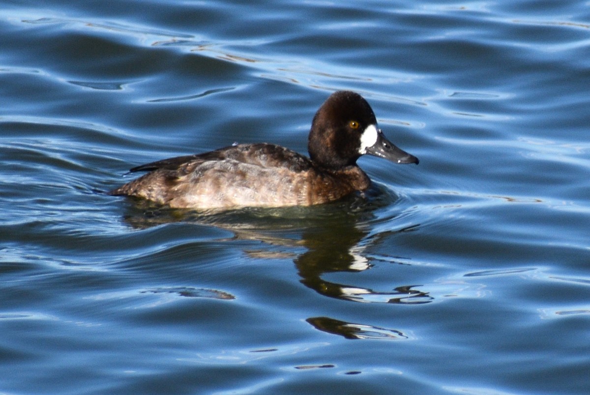 Lesser Scaup - ML645819447