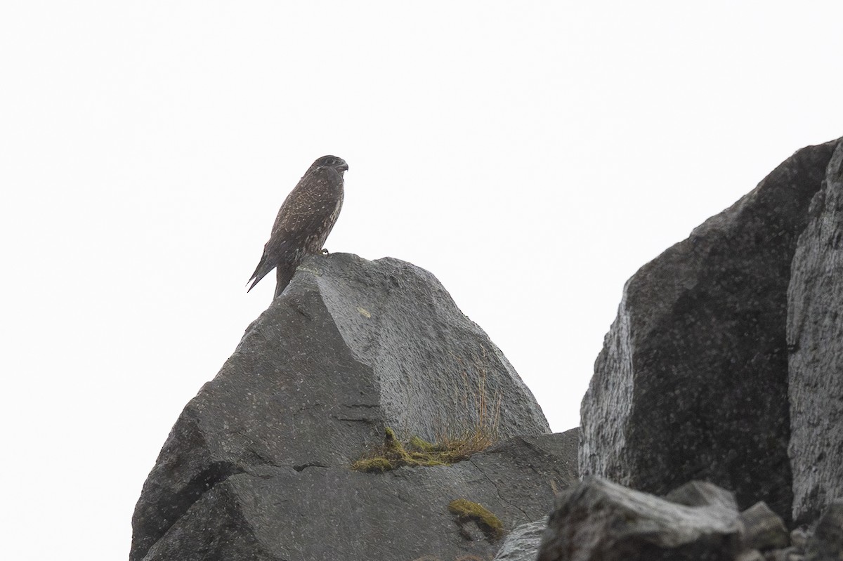 Gyrfalcon - ML645819450