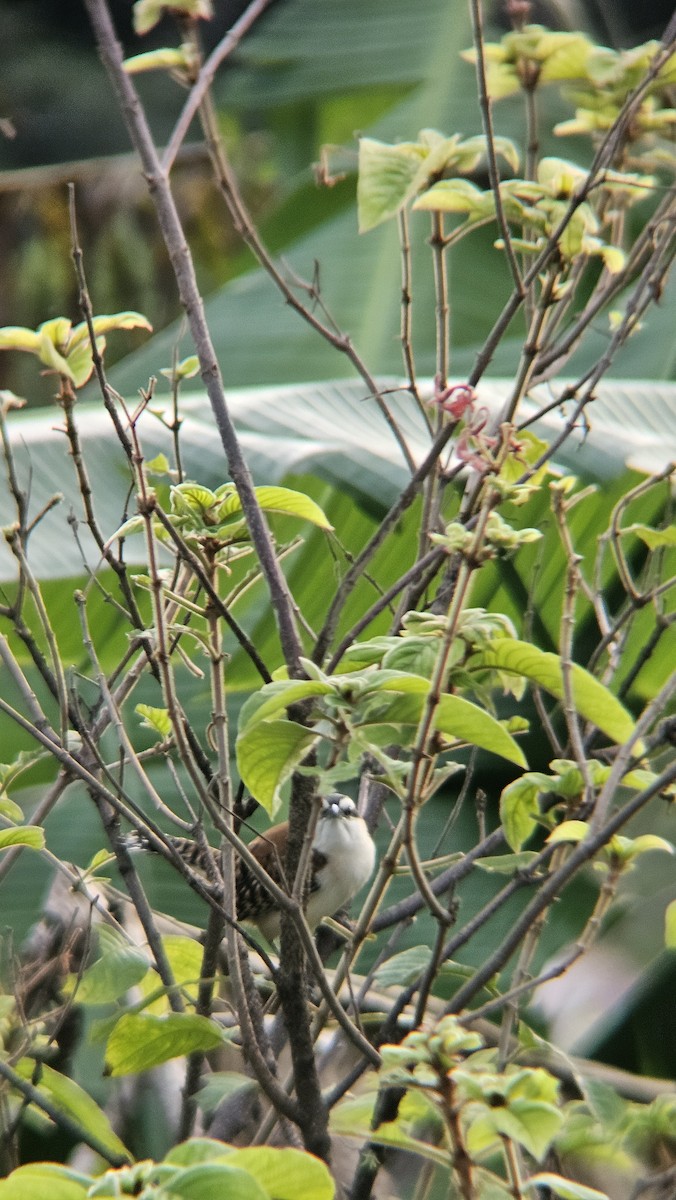 Rufous-backed Wren - ML645819452
