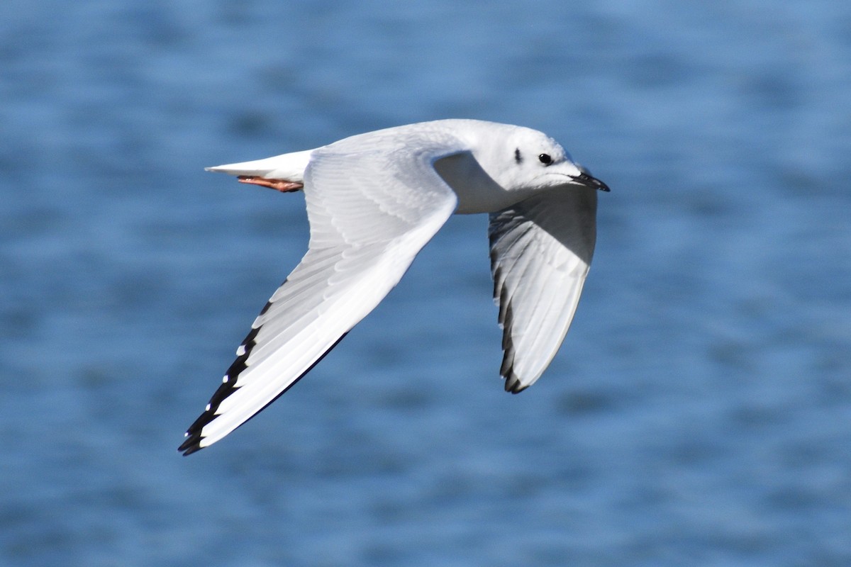 Bonaparte's Gull - ML645819454