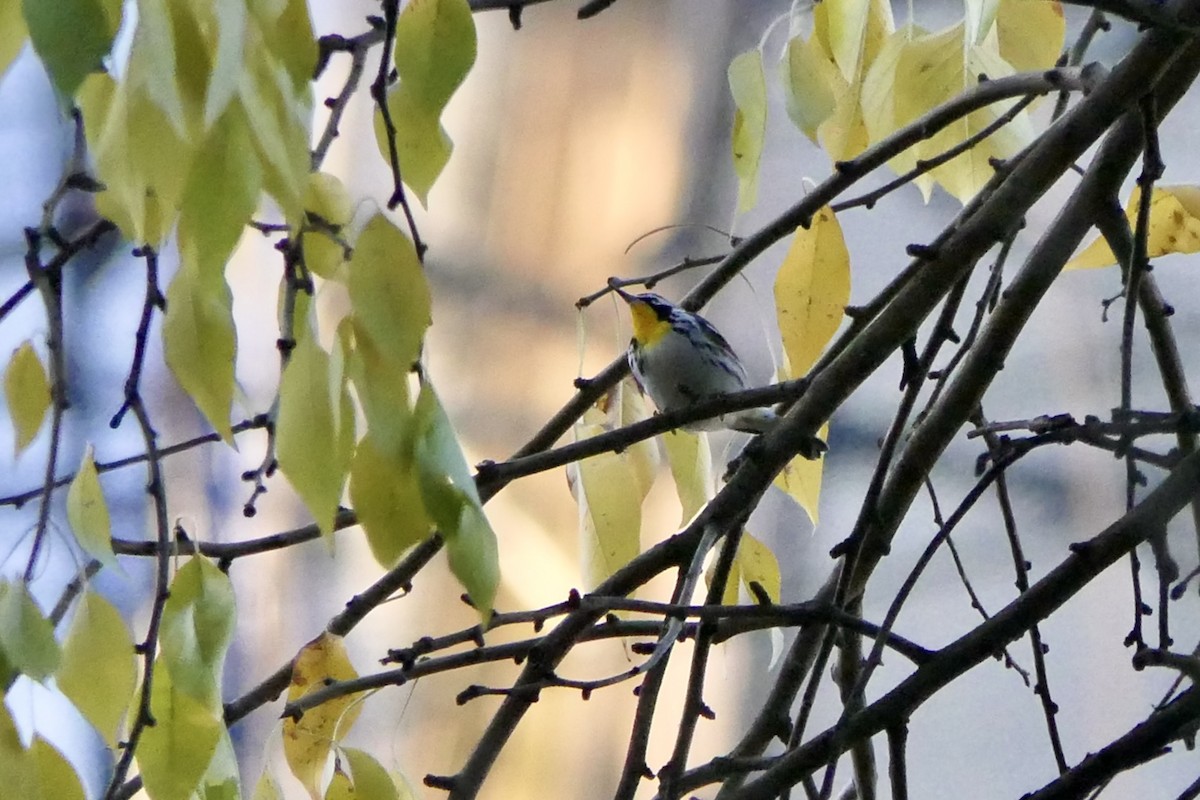 Yellow-throated Warbler - ML645819457
