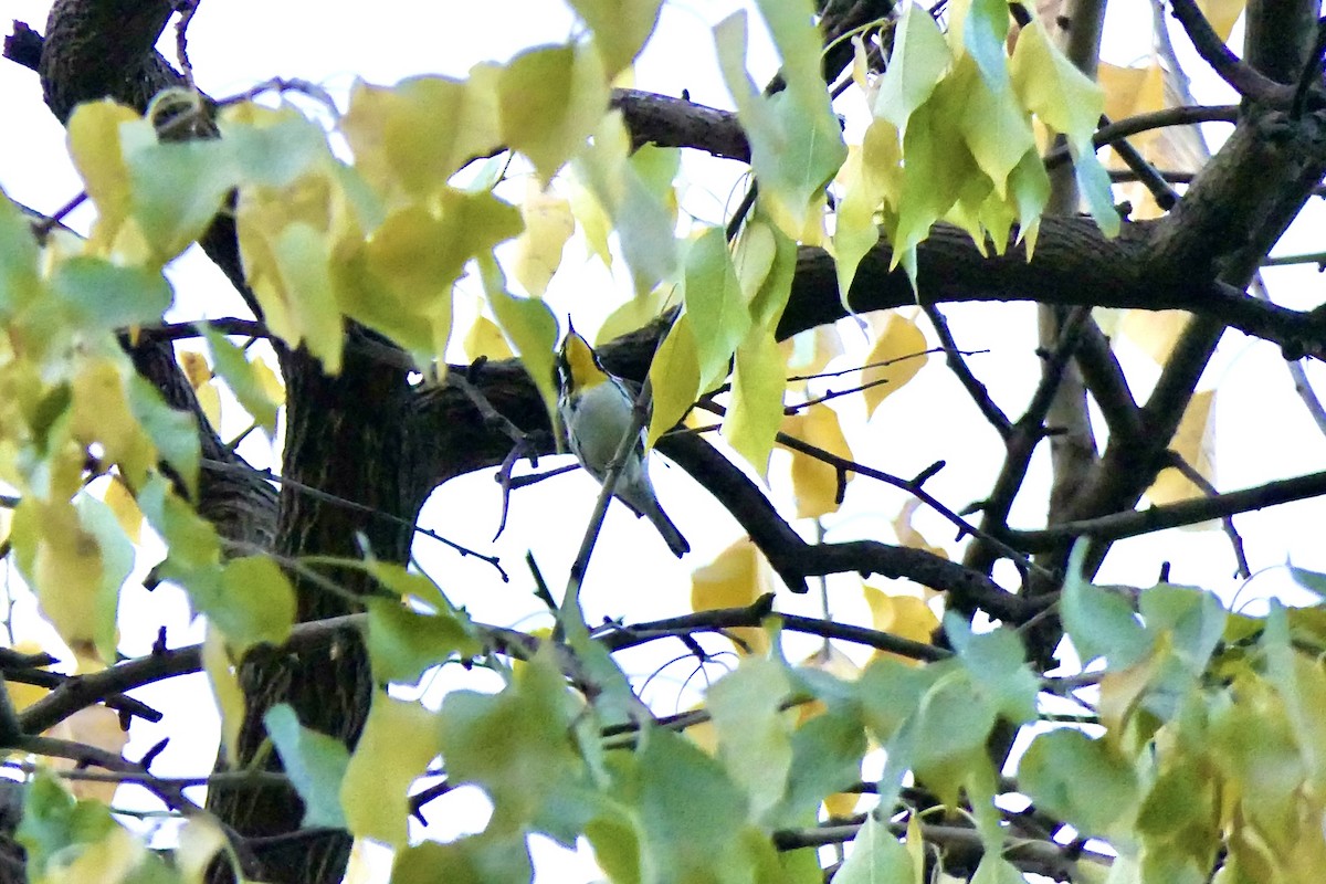 Yellow-throated Warbler - ML645819458