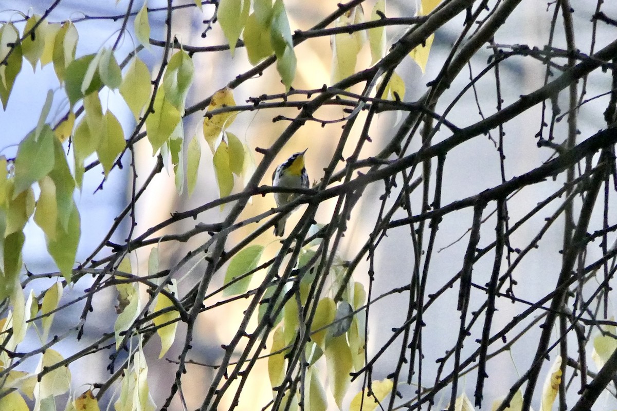 Yellow-throated Warbler - ML645819459