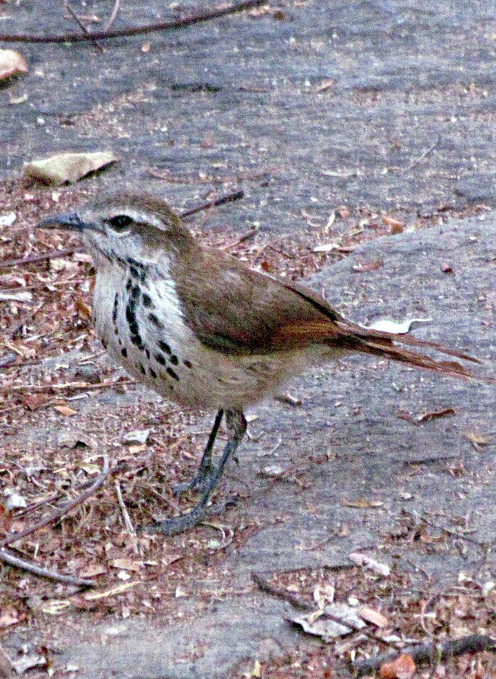 Spotted Morning-Thrush - ML645819462