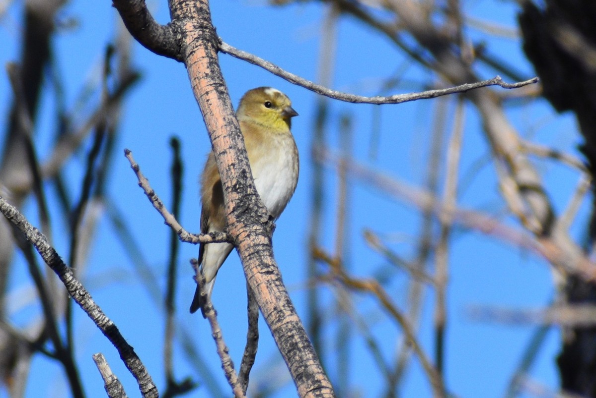 American Goldfinch - ML645819464