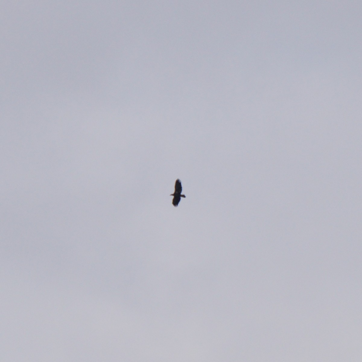 Pygargue à tête blanche - ML645819470