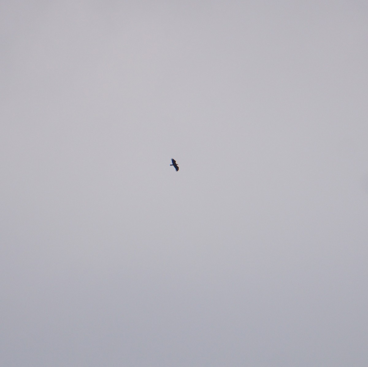 Pygargue à tête blanche - ML645819471