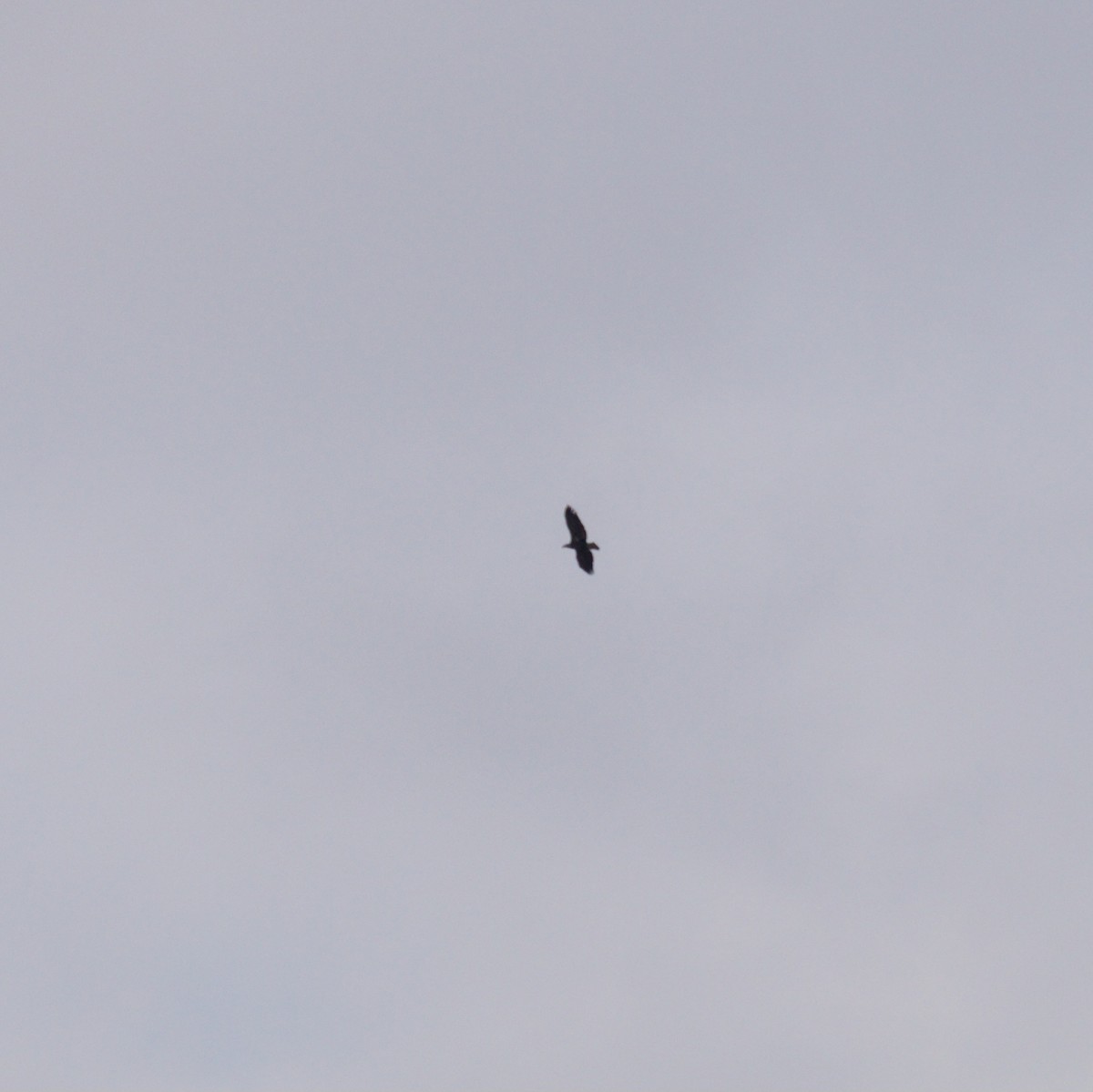 Pygargue à tête blanche - ML645819472