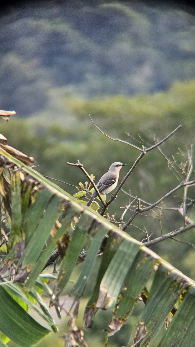 Tropical Mockingbird - ML645819475