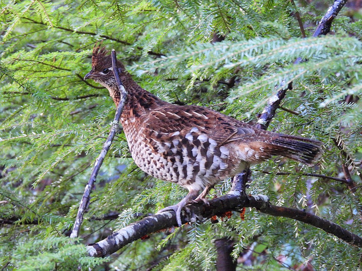jeřábek kanadský - ML645819481