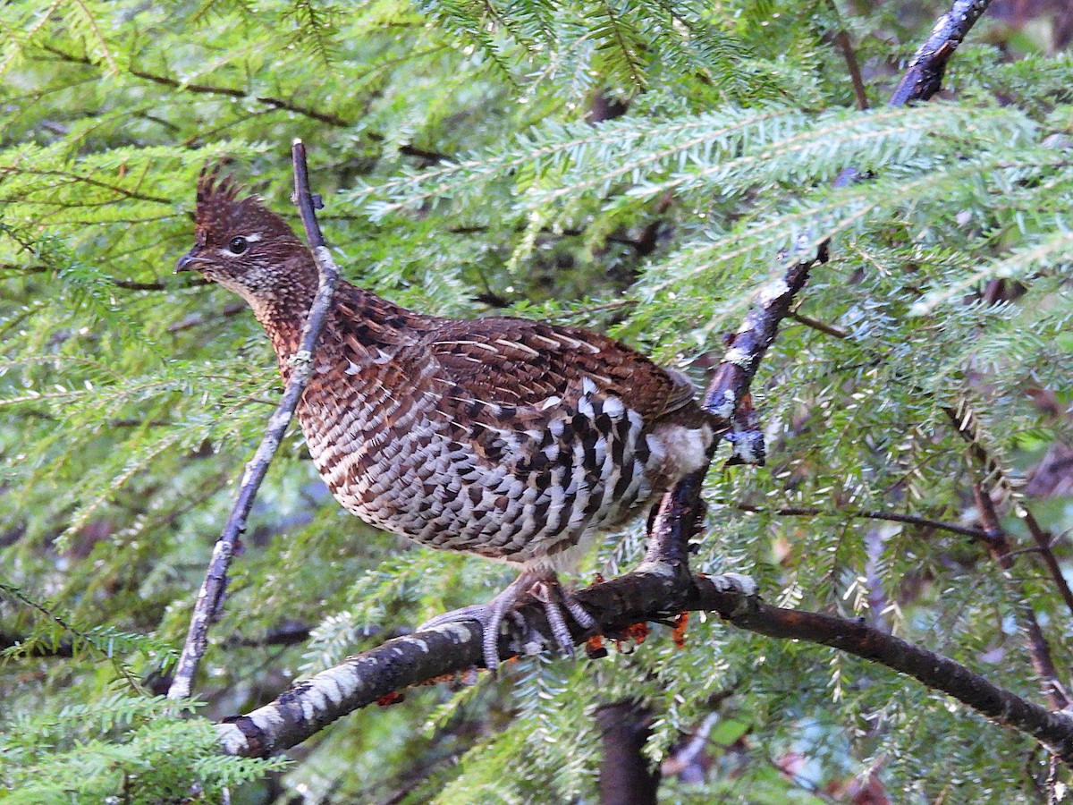 kragejerpe - ML645819482