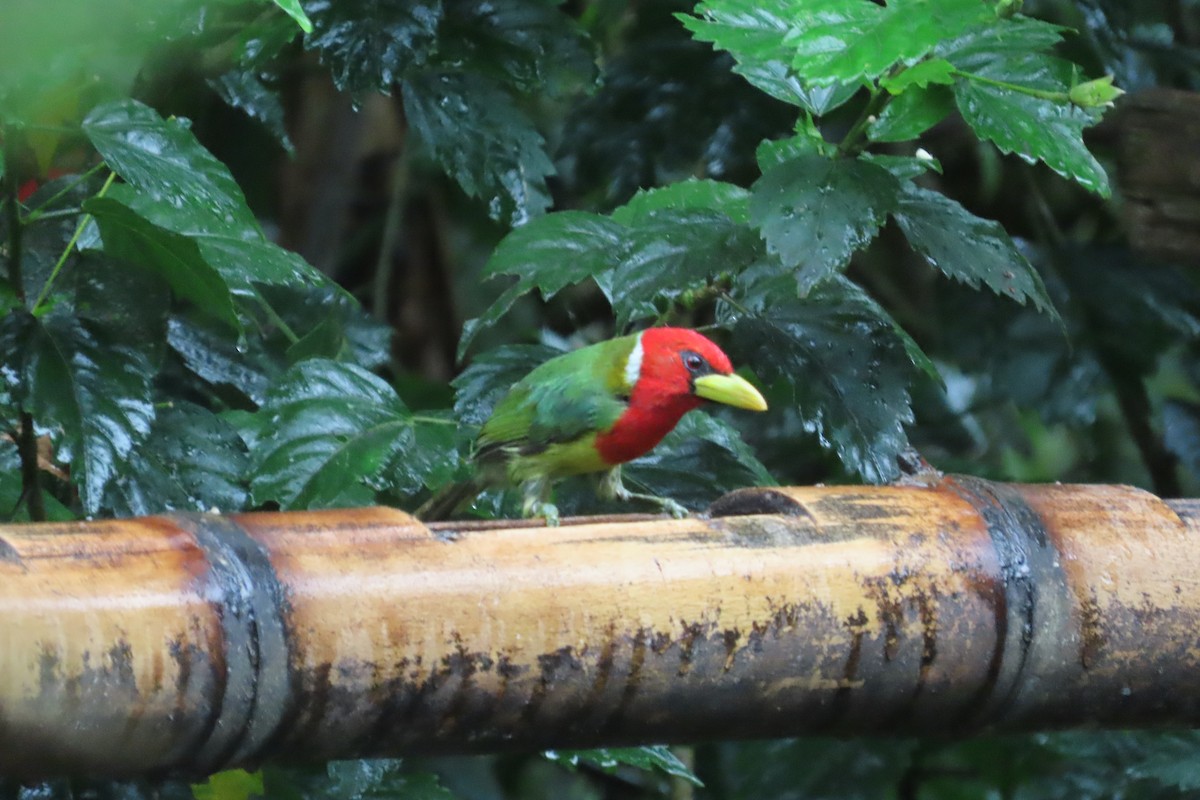 rødhodeskjeggfugl - ML645819491